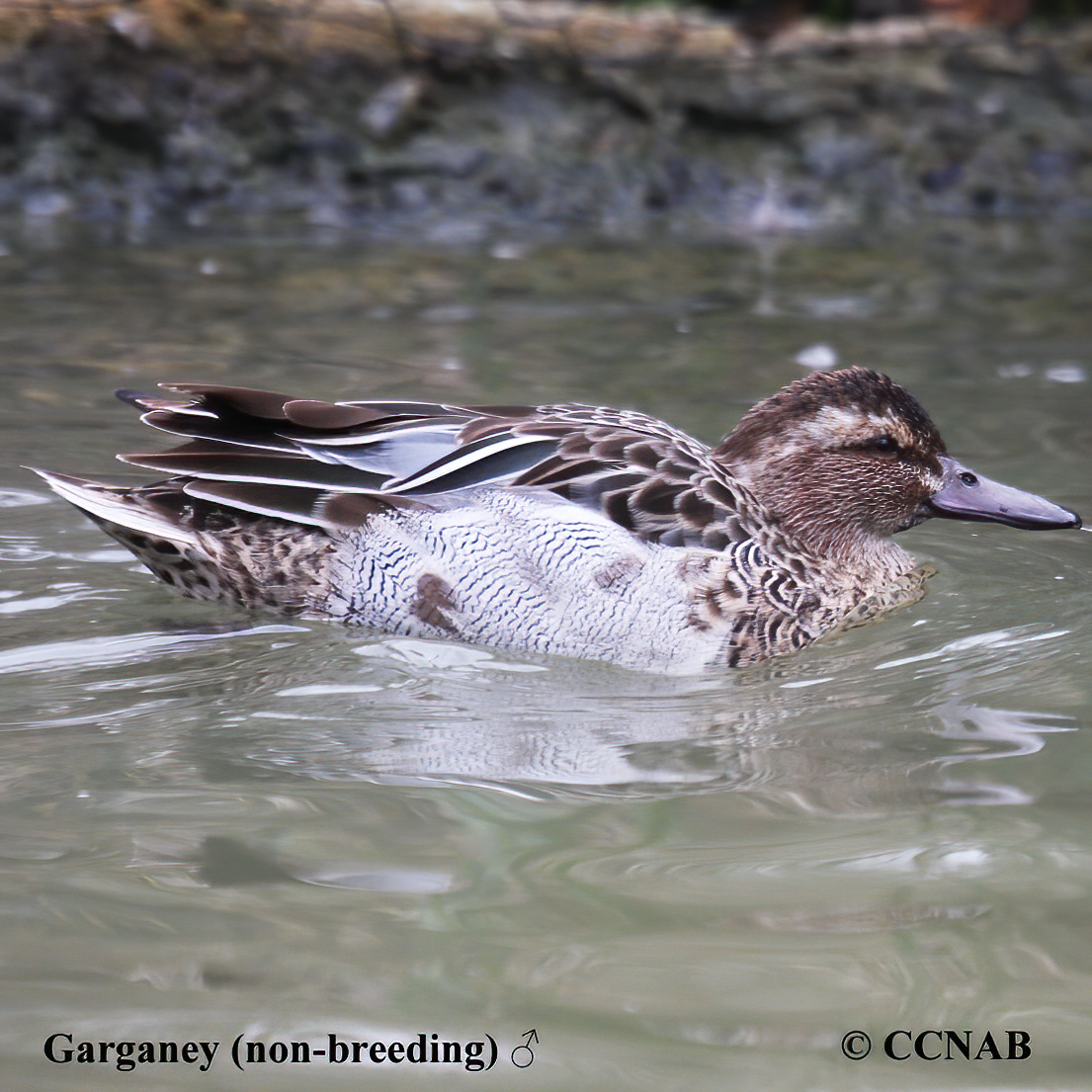 Garganey