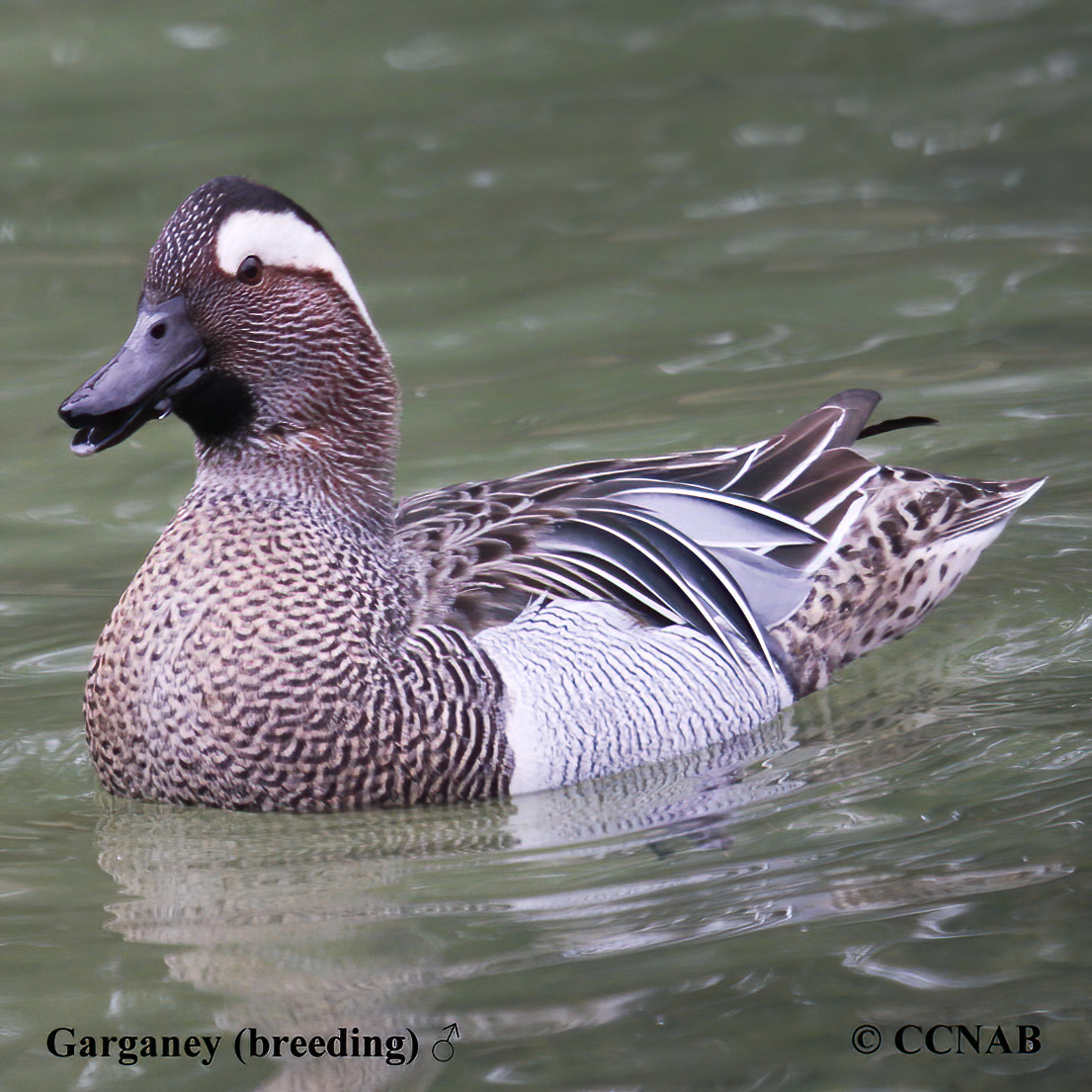 Birds of North America