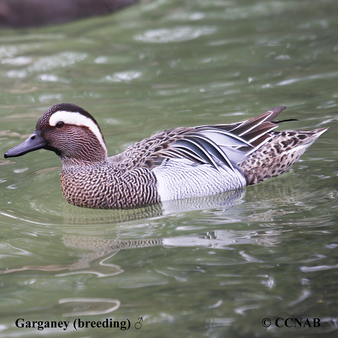 Garganey