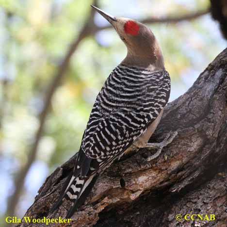 Gila Woodpecker