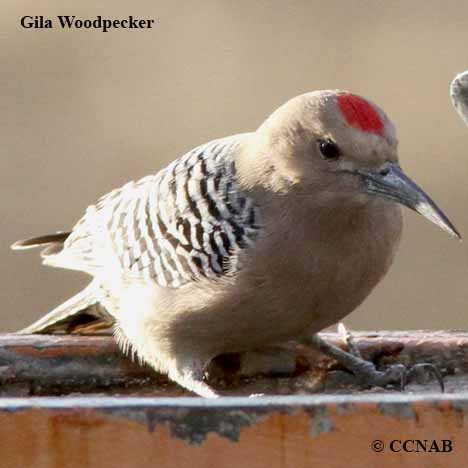 Gila Woodpecker