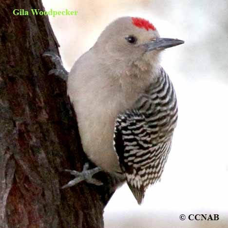 Gila Woodpecker