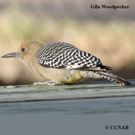 Gila Woodpecker