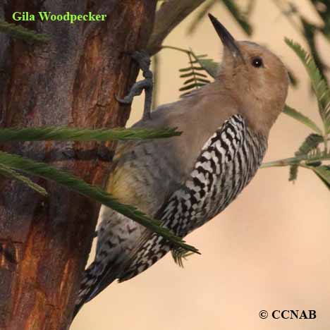 Gila Woodpecker