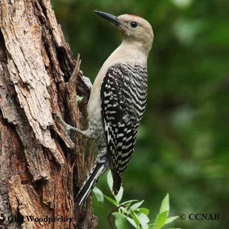 Birds of North America