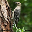 Gila Woodpecker range map