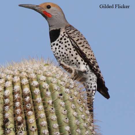 Tote Bag of Gilded Flicker (Colaptes chrysoides)