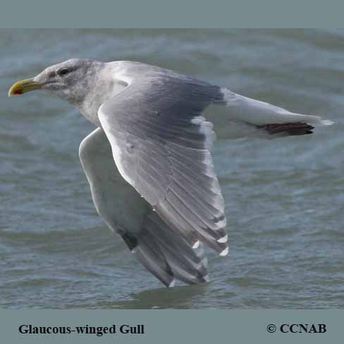 Glaucous-winged Gull