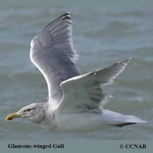 Glaucous-winged Gull