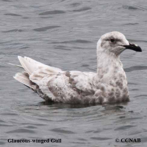 Glaucous-winged Gull