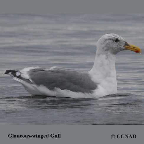 Glaucous-winged Gull