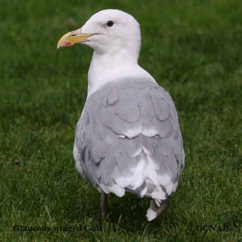 Glaucous-winged Gull