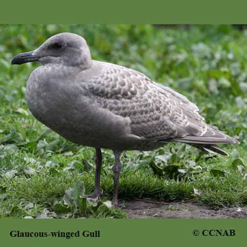 Glaucous-winged Gull