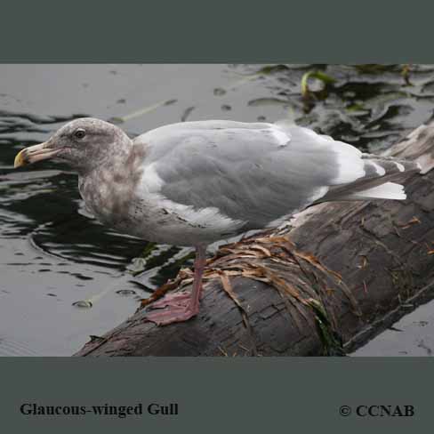 Glaucous-winged Gull