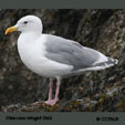 Glaucous-winged Gull range map