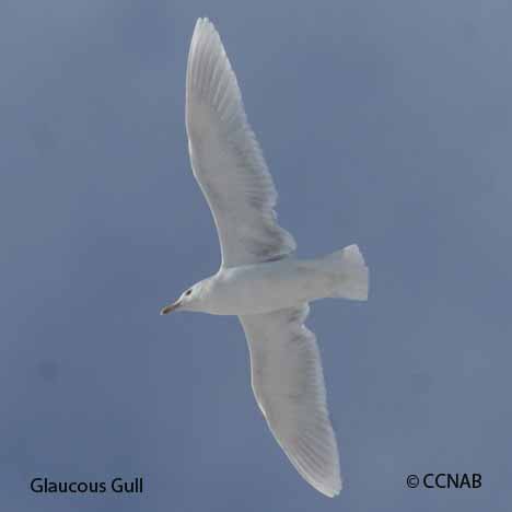 Glaucous Gull