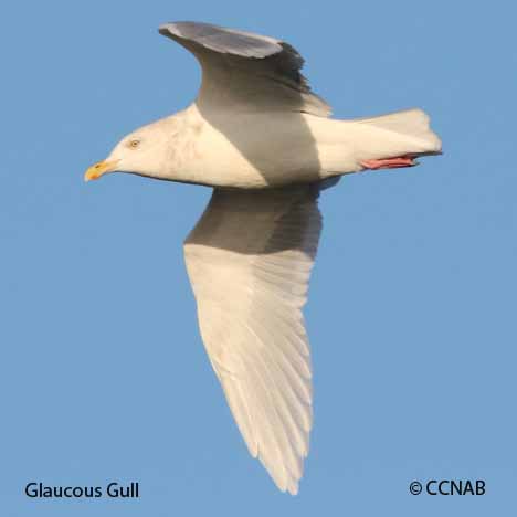 Glaucous Gull