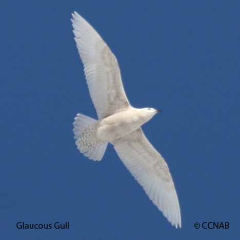 Glaucous Gull