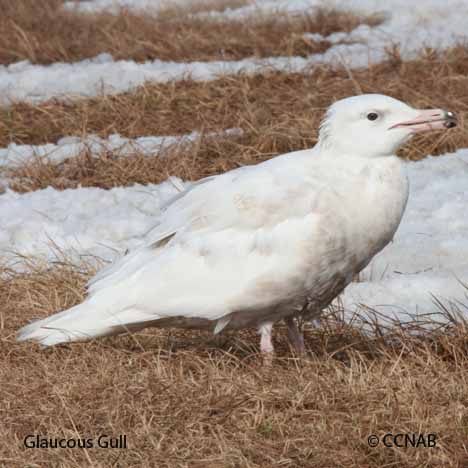 Glaucous Gull