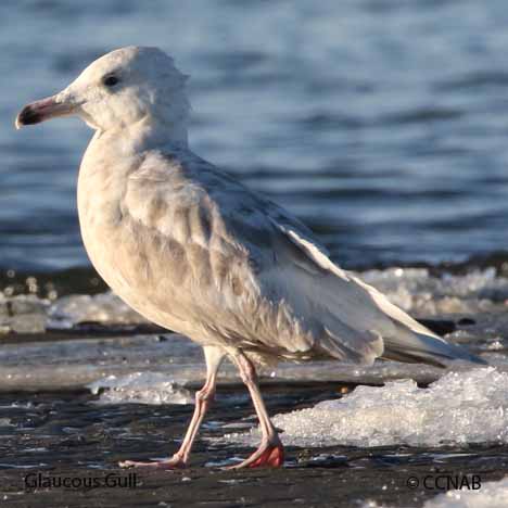 Glaucous Gull