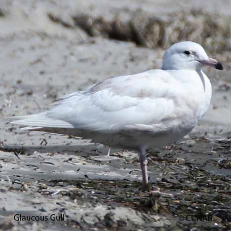 Glaucous Gull