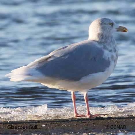 Glaucous Gull