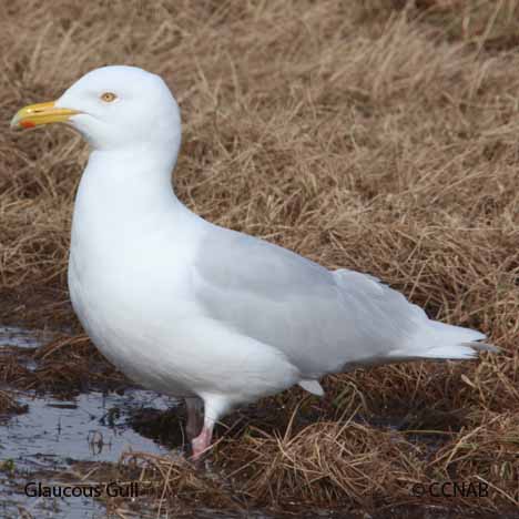 Glaucous Gull