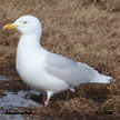 Glaucous Gull range map