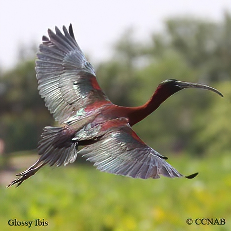 Glossy Ibis