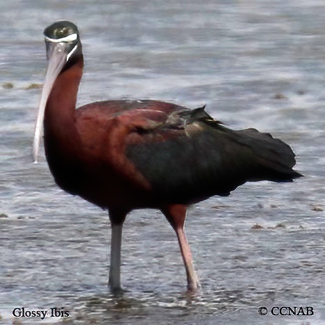 Glossy Ibis