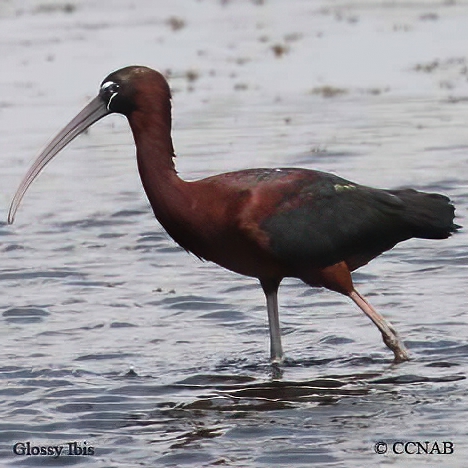 Birds of North America