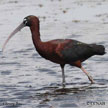 Glossy Ibis range map