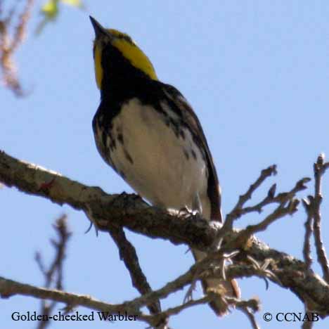 Golden-cheeked Warbler