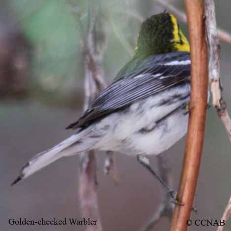  warblers