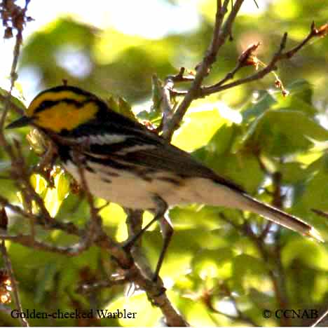 Birds of North America