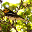 Golden-cheeked Warbler