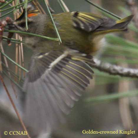 Golden-crowned Kinglet