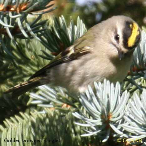 Golden-crowned Kinglet