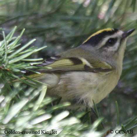 Golden-crowned Kinglet