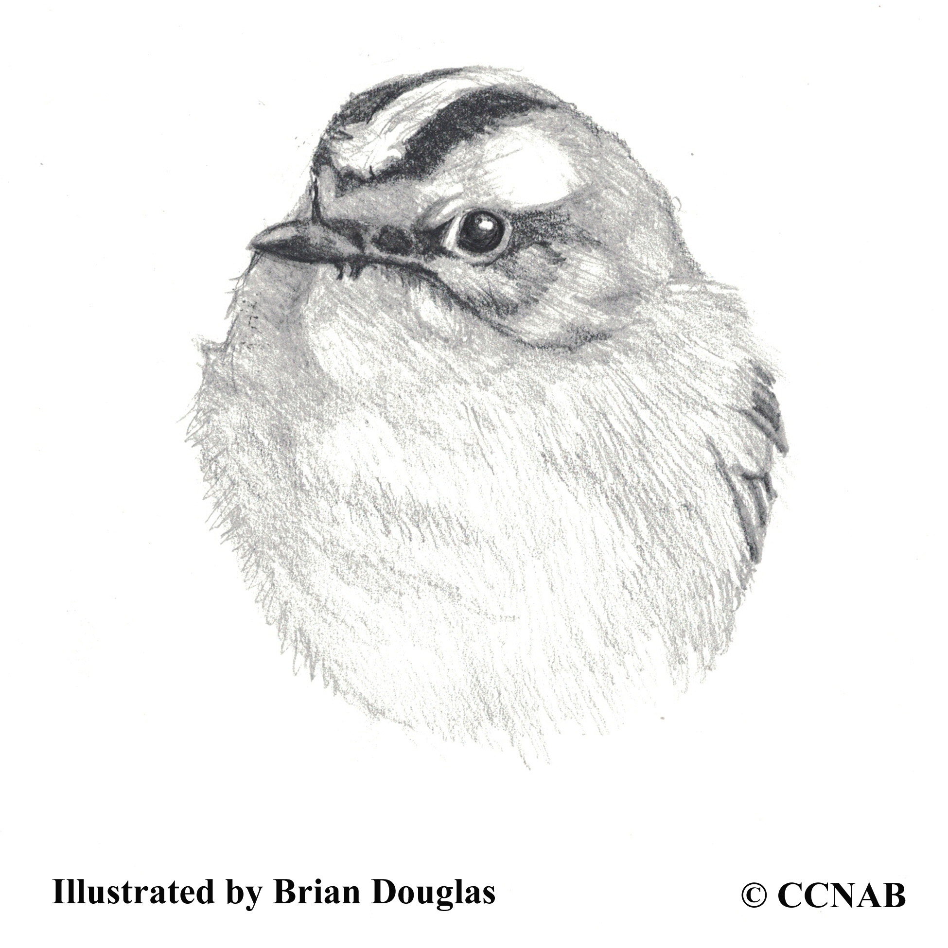 Golden-crowned Kinglet