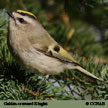 Golden-crowned Kinglet songs and calls