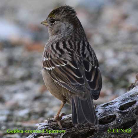 Golden-crowned Sparrow