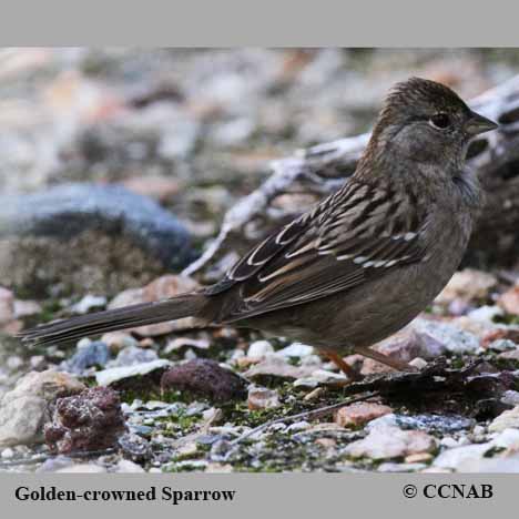 Golden-crowned Sparrow