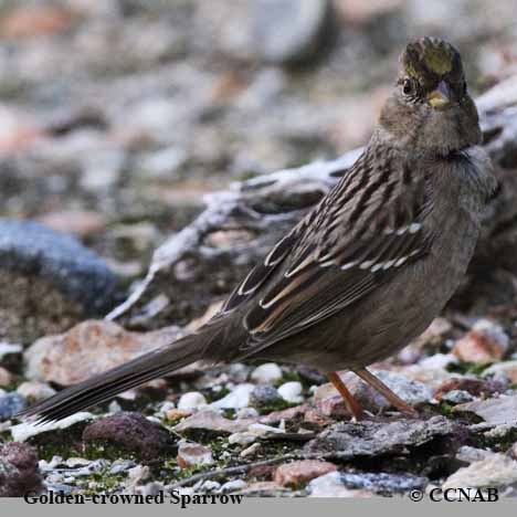 Golden-crowned Sparrow