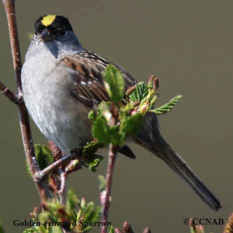 Golden-crowned Sparrow