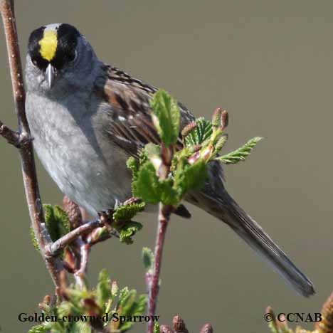 Golden-crowned Sparrow