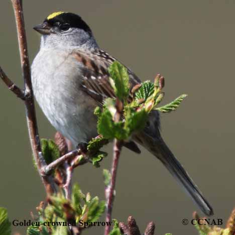 Birds of North America