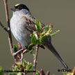 Golden-crowned Sparrow range map