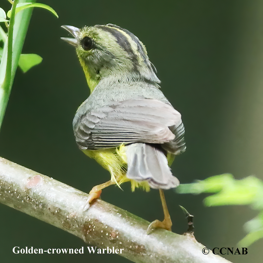 Golden-crowned Warbler