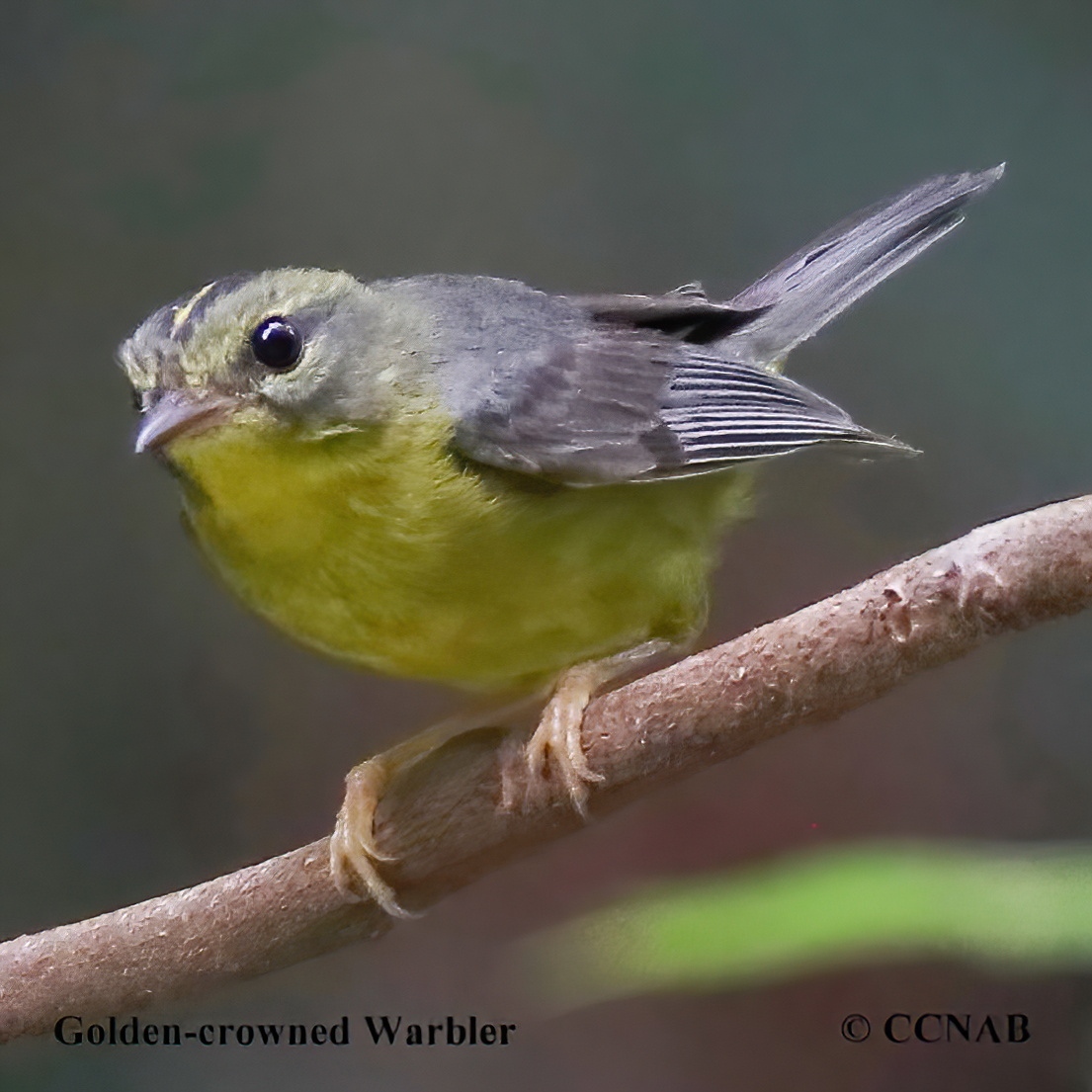 Golden-crowned Warbler